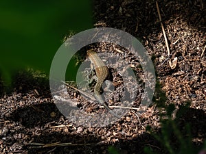 Viviparous lizard or common lizard Zootoca vivipara sunbathing in the brigth sun on the ground under a bush. Detailed view of