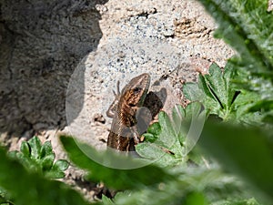 Viviparous lizard or common lizard Zootoca vivipara sunbathing in the brigth sun on rock in the garden. Detailed view of head