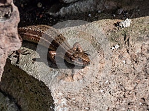 Viviparous lizard or common lizard (Zootoca vivipara) sunbathing in the brigth sun on the vertical rock