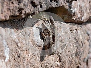 Viviparous lizard or common lizard (Zootoca vivipara) sunbathing in the brigth sun on the vertical rock wall