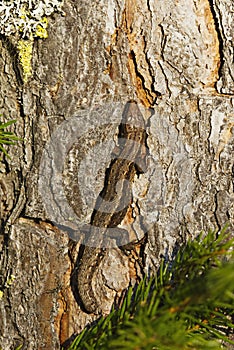 Viviparous lizard or common lizard, (Zootoca vivipara) without a tail basking closeup