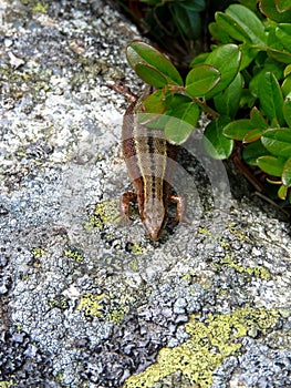 Viviparous lizard