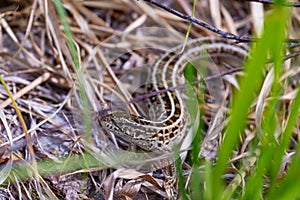 Viviparous lizard among dry grass