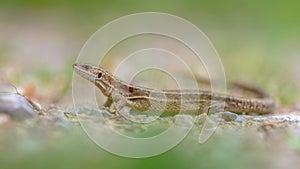 Viviparous lizard in grass