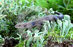 Viviparous lizard on green moss close-up.