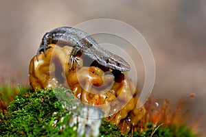 Viviparous lizard on green moss close-up.