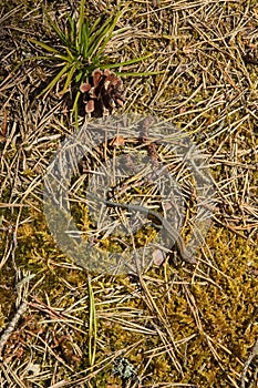 Viviparous lizard on ground.