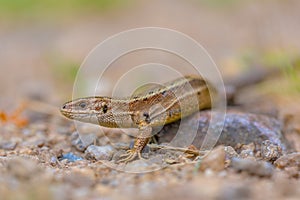 Viviparous lizard head and body