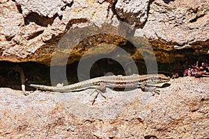 Viviparous lizard Lacerta vivipara