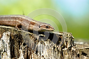 Viviparous lizard (Lacerta vivipara)