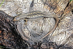 Viviparous lizard (lacerta vivipara)