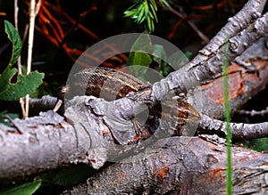 Viviparous lizard (lacerta vivipara)