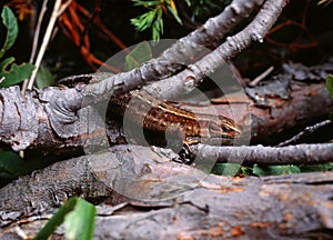 Viviparous lizard (lacerta vivipara)