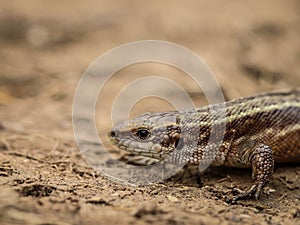 The viviparous lizard latin name-: Zootoca vivipara