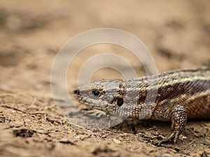 The viviparous lizard latin name-: Zootoca vivipara