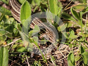 The viviparous lizard latin name-: Zootoca vivipara