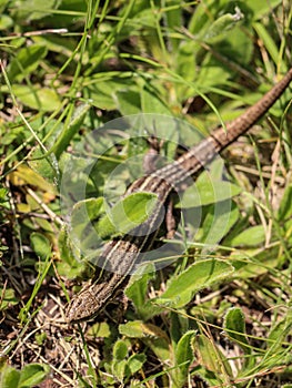 The viviparous lizard latin name-: Zootoca vivipara