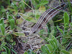 The viviparous lizard latin name-: Zootoca vivipara