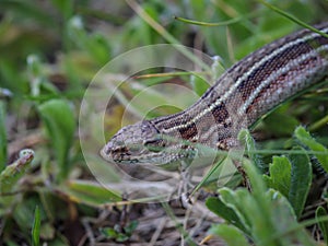 The viviparous lizard latin name-: Zootoca vivipara