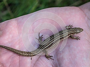 The viviparous lizard latin name-: Zootoca vivipara