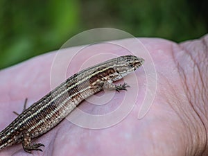 The viviparous lizard latin name-: Zootoca vivipara