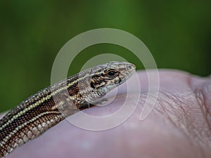 The viviparous lizard latin name-: Zootoca vivipara