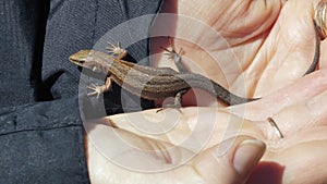 The viviparous lizard lies on a human wrist. (Lacerta vivipara Jacq)