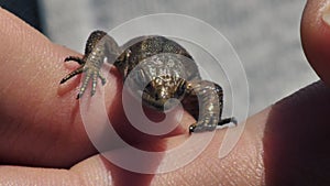 The viviparous lizard lies on a human wrist. (Lacerta vivipara Jacq)