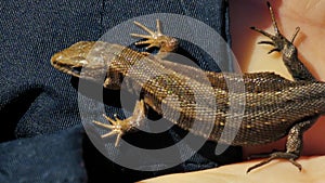 The viviparous lizard lies on a human wrist. (Lacerta vivipara Jacq)