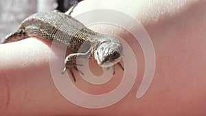 The viviparous lizard lies on a human wrist. (Lacerta vivipara Jacq)