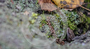 Viviparous lizard peeking out of the bark of a tree with moss