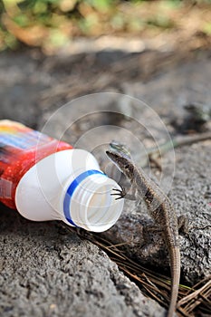 Viviparous lizard and plastic bottle