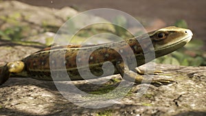 A viviparous lizard stands on a rocky shore on a sunny morning. A lizard standing on a stone in a typical habitat. 3D