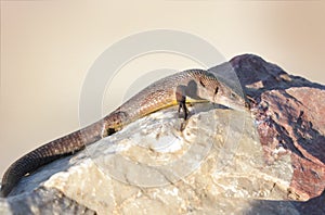 Viviparous Lizard on the stone