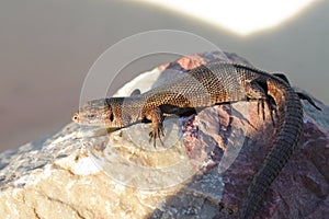 Viviparous Lizard on the stone