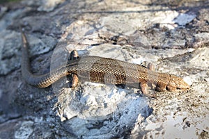 Viviparous Lizard on the stone