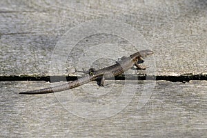 Viviparous lizard sunbathing