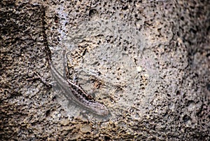 Viviparous lizard sunbathing on rock