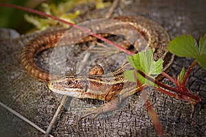 Viviparous lizard on a tree trunk