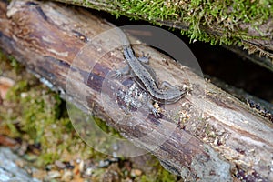 Viviparous lizard on a tree trunk