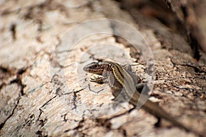 A viviparous lizard on a tree trunk