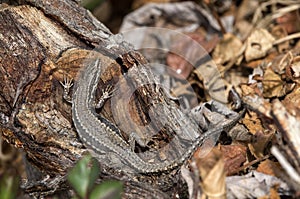 Viviparous lizard on a trunk