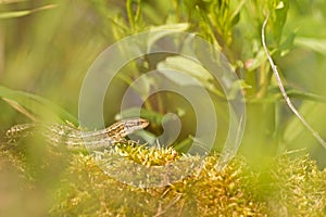 Viviparous lizard warming up in the sun