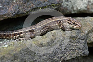 Viviparous Lizard Zootoca vivipara