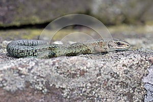 Viviparous Lizard Zootoca vivipara