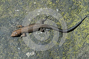 Viviparous Lizard Zootoca vivipara