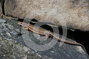 Viviparous Lizard Zootoca vivipara