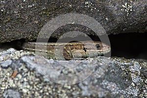 Viviparous Lizard Zootoca vivipara