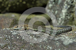 Viviparous Lizard Zootoca vivipara