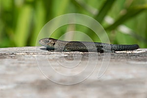 Viviparous Lizard Zootoca vivipara